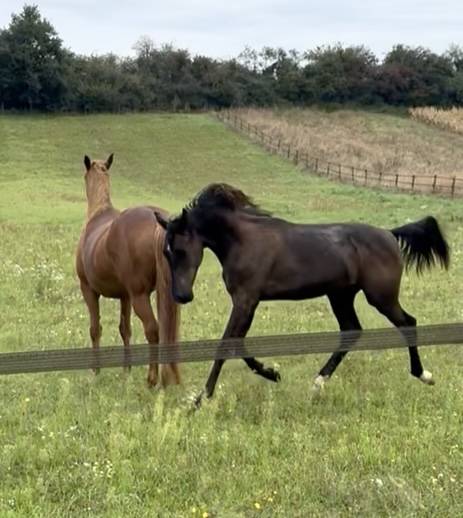 Poulain prestige dressage x Vpower x Sandro hit 