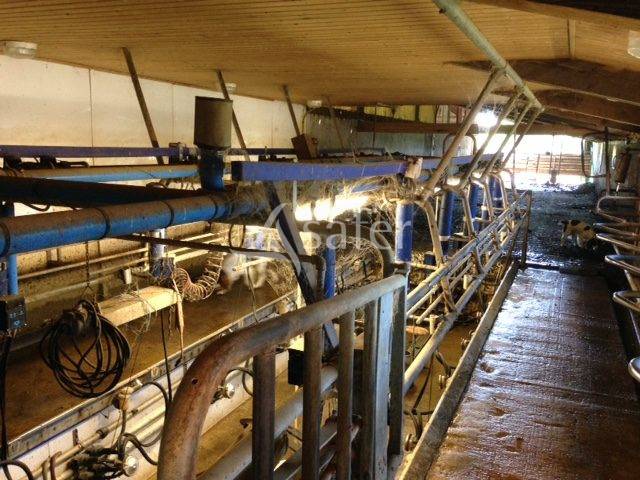 EXPLOITATION LAIT AOP Comté en petite montagne