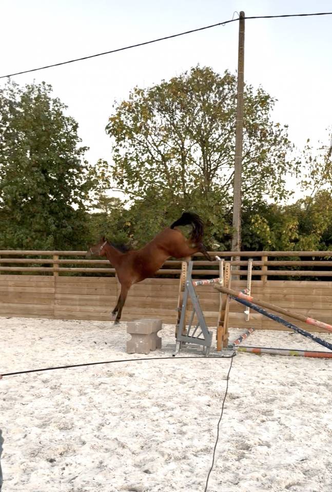 Mellite du Valois jument SF