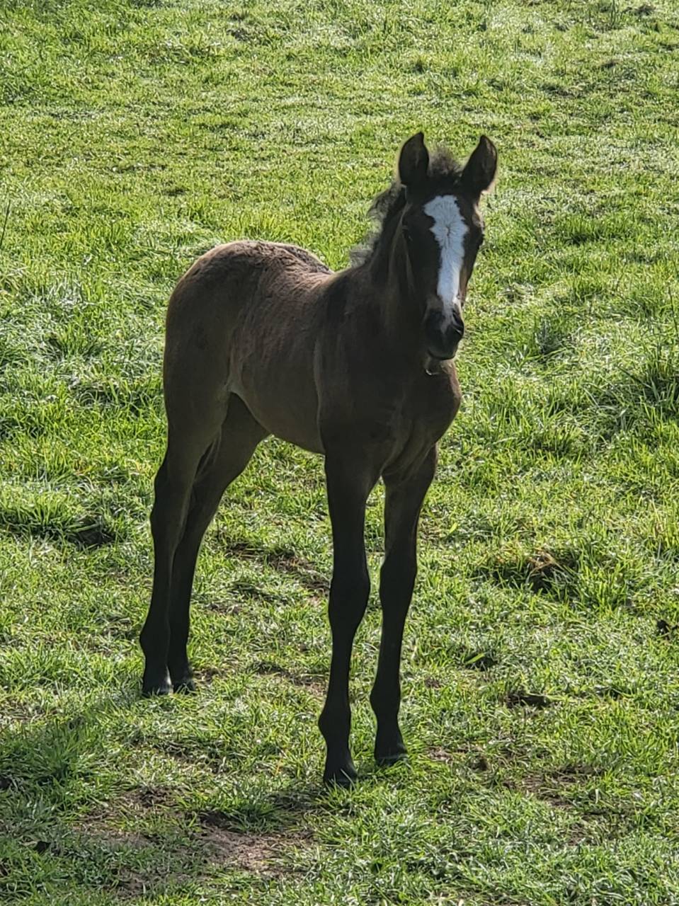 Pouliche pure espagnole