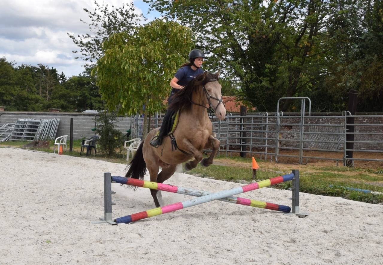 Gucci Blue, Etalon PRE x Quarter Champagne, 9 ans