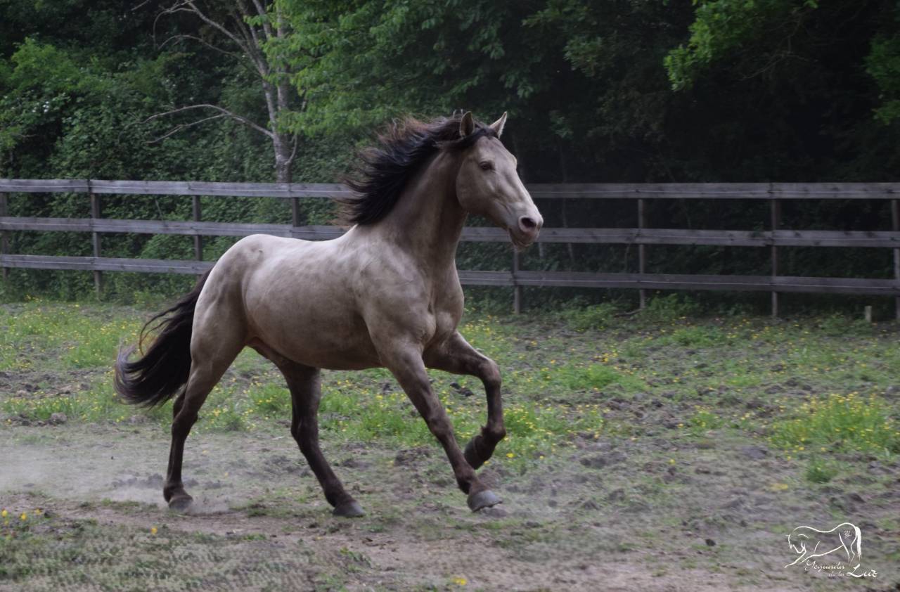 Gucci Blue, Etalon PRE x Quarter Champagne, 9 ans