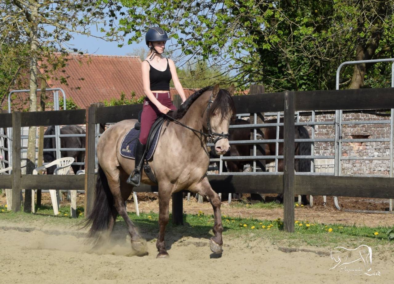 Gucci Blue, Etalon PRE x Quarter Champagne, 9 ans