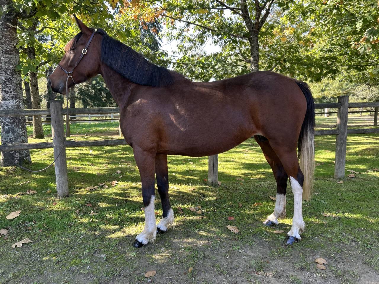 Super jument loisirs 