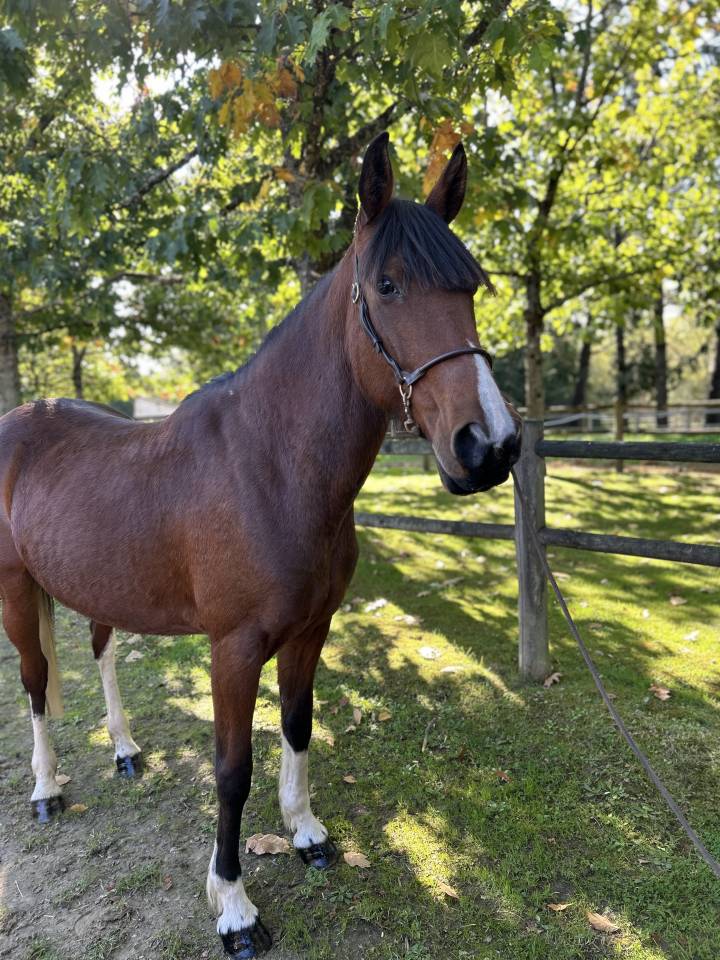 Super jument loisirs 