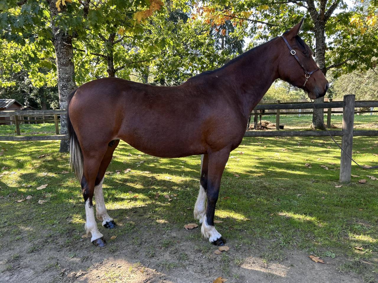 Super jument loisirs 