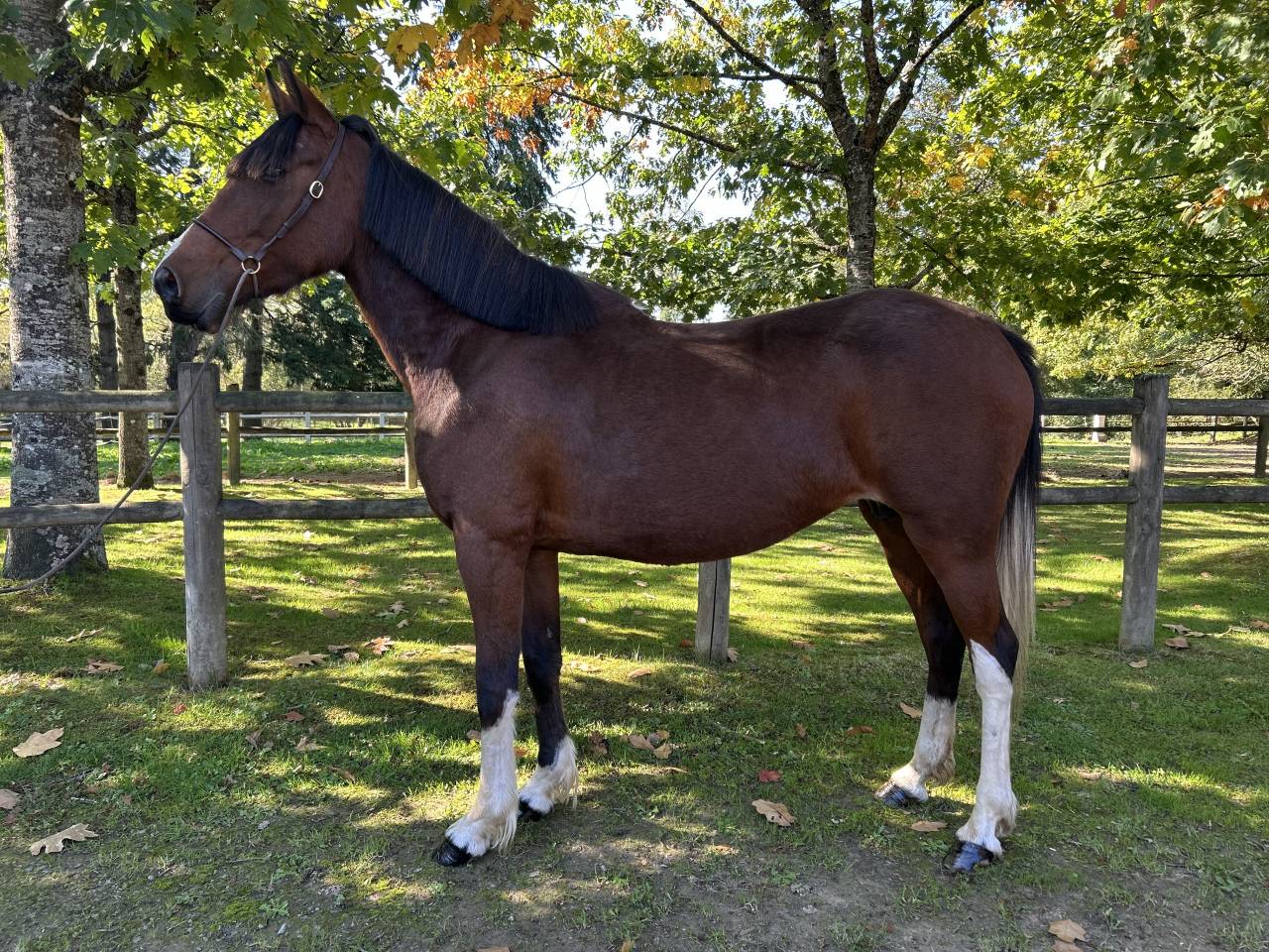 Super jument loisirs 