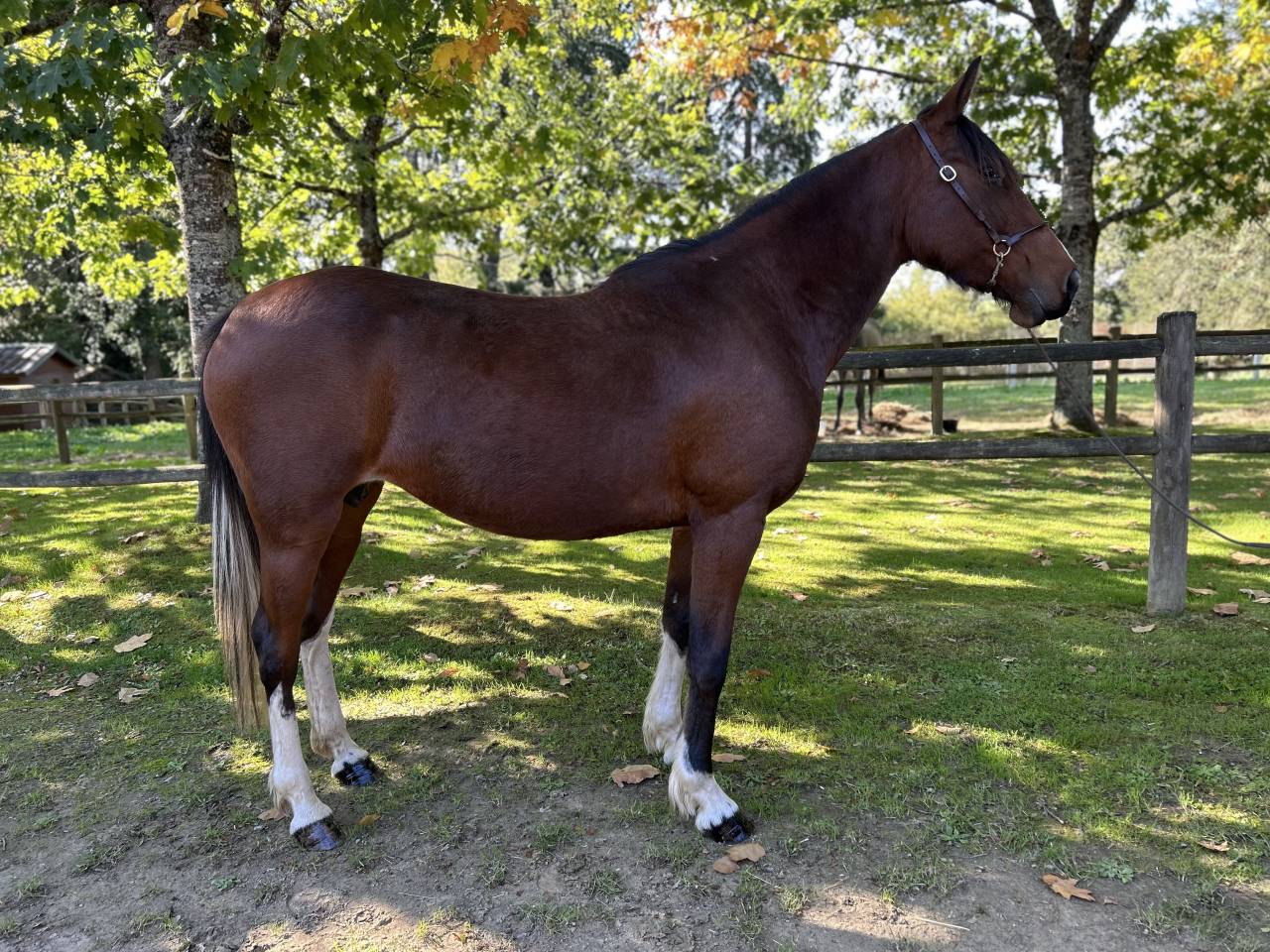 Super jument loisirs 