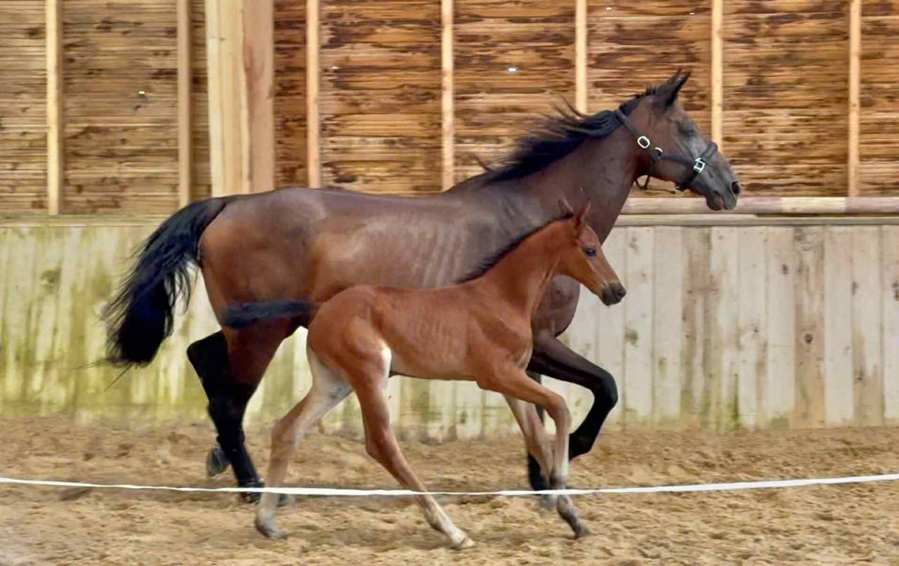 Jolie pouliche Selle Francais 
