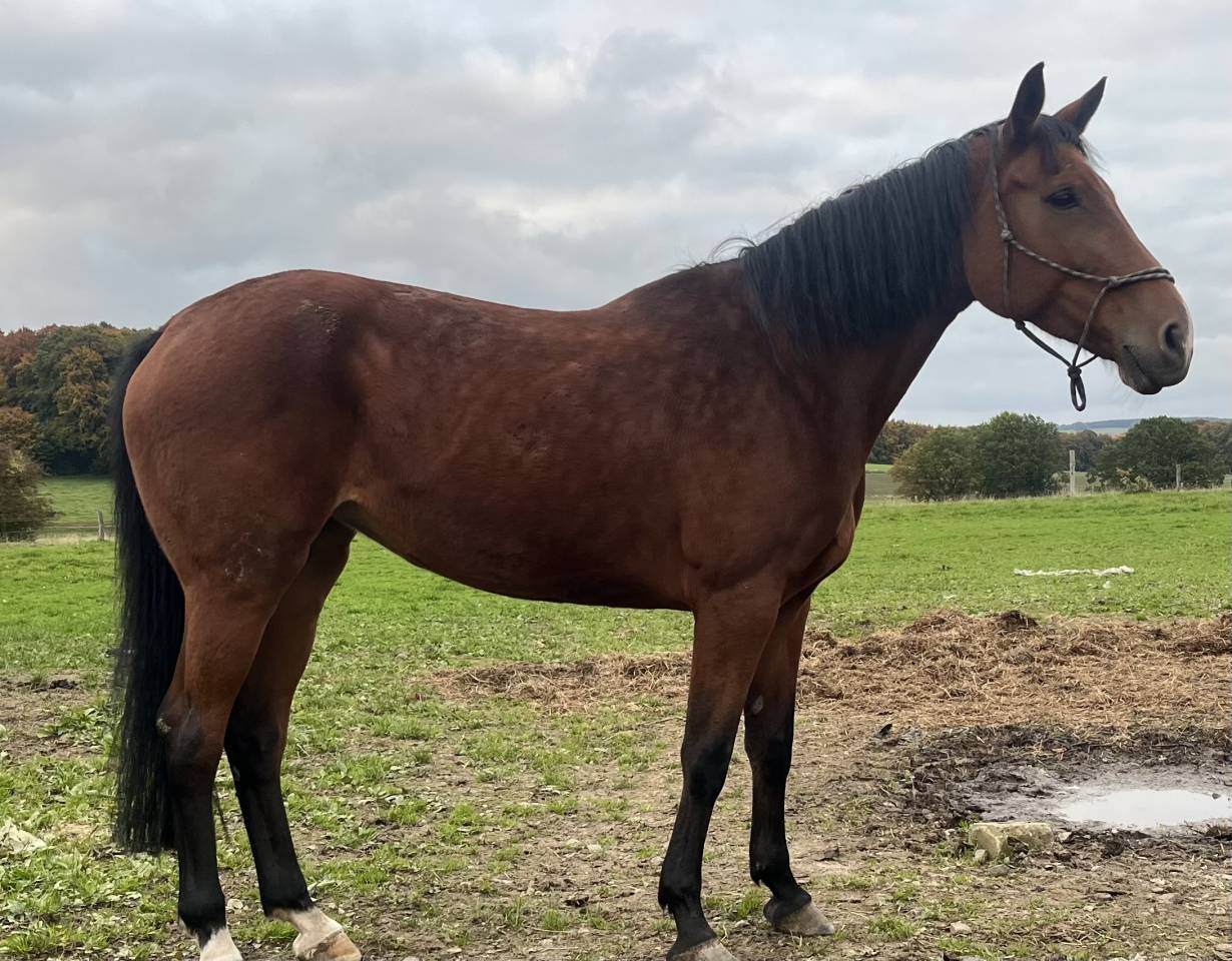 Juments idéal pour l’élevage!