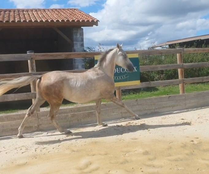 Natif des Bruneles, DSA 2023, gros potentiel endurance