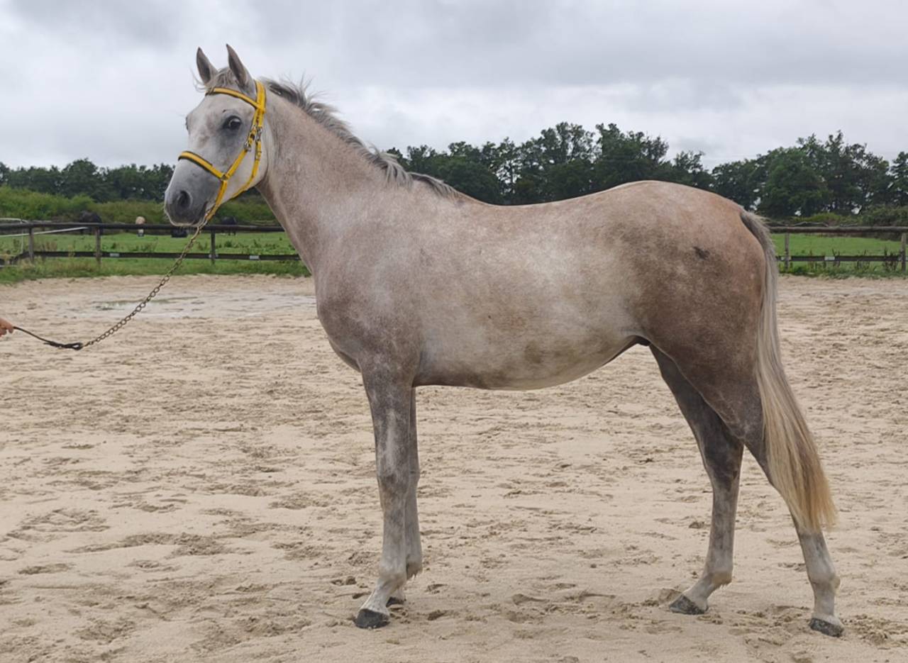 Natif des Bruneles, DSA 2023, gros potentiel endurance