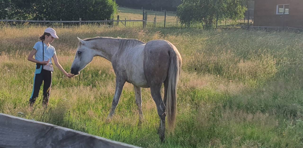 Natif des Bruneles, DSA 2023, gros potentiel endurance