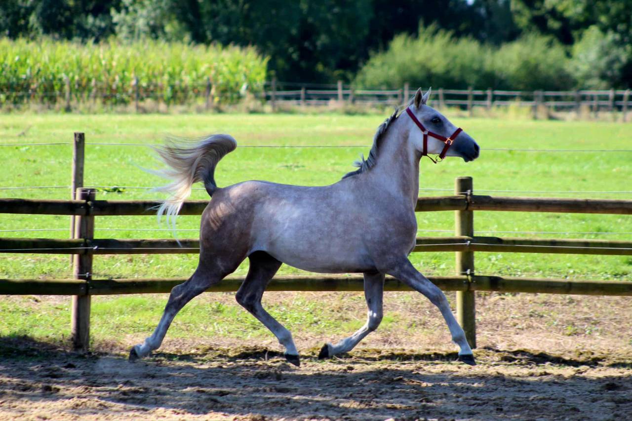 Natif des Bruneles, DSA 2023, gros potentiel endurance