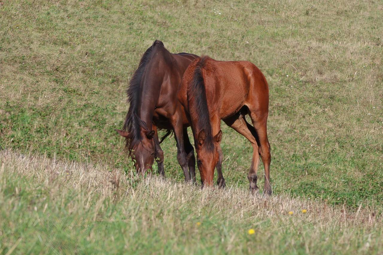 Ona ▫️Grande Poulinière PRE