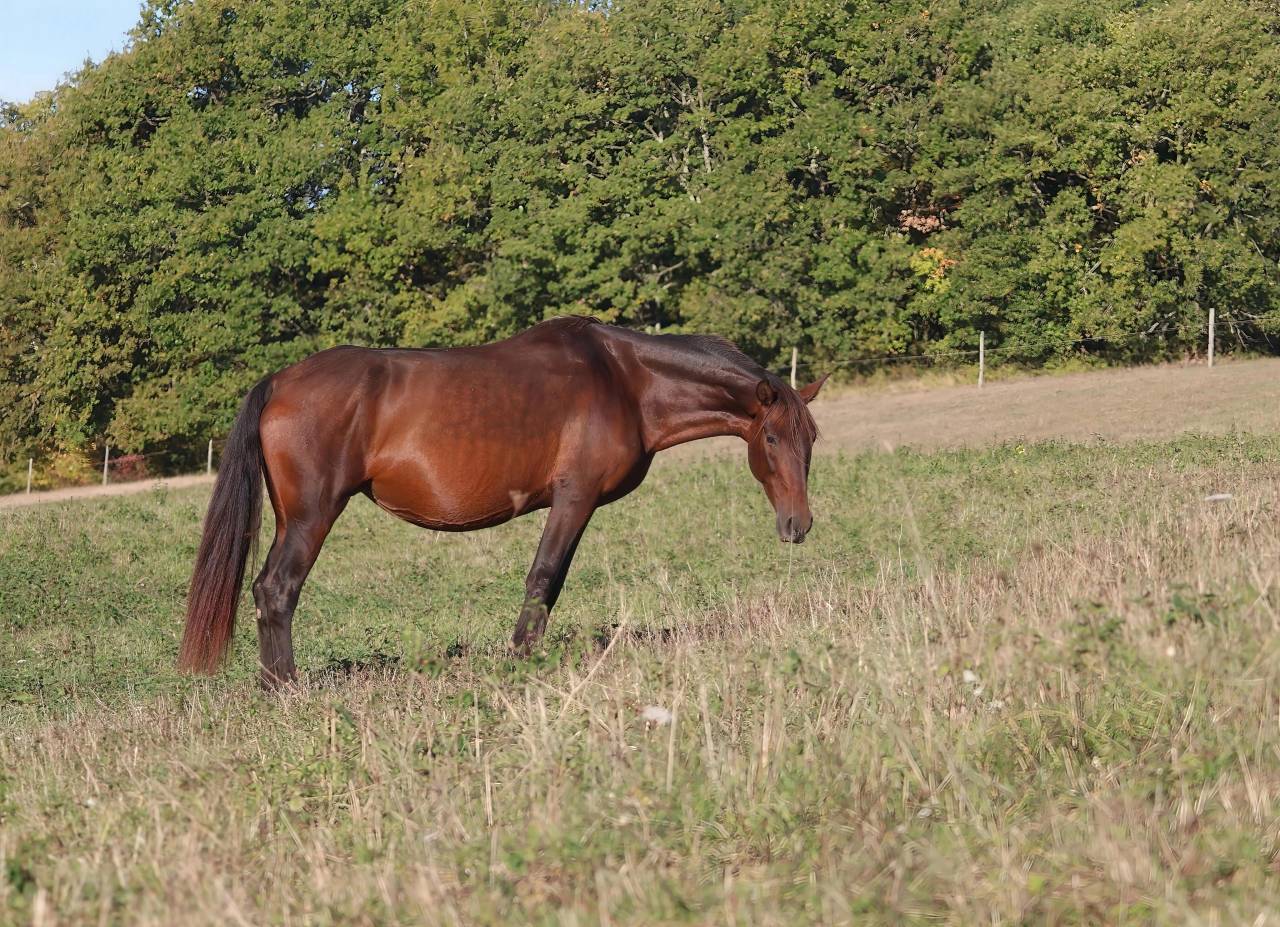 Ona ▫️Grande Poulinière PRE
