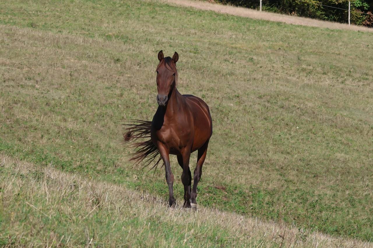 Ona ▫️Grande Poulinière PRE