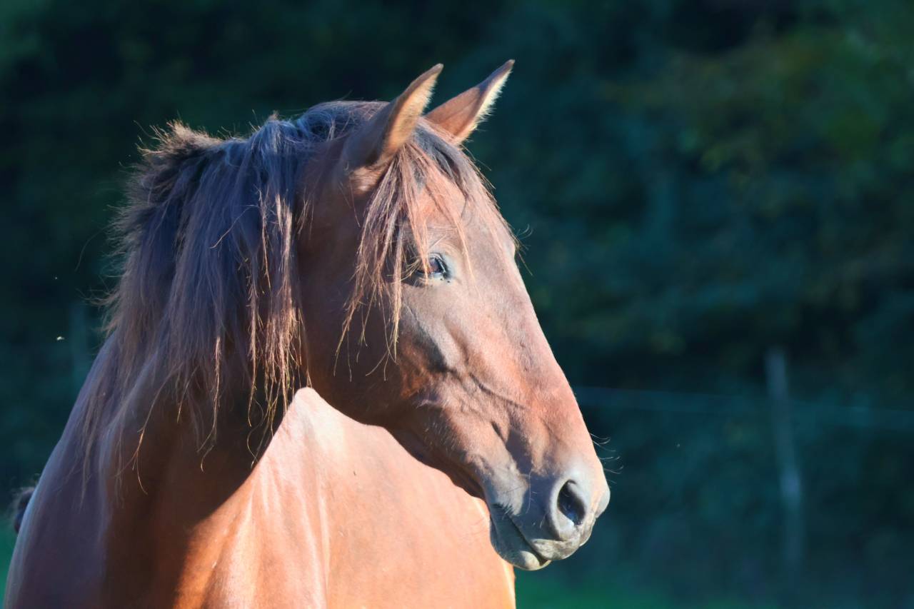Ona ▫️Grande Poulinière PRE