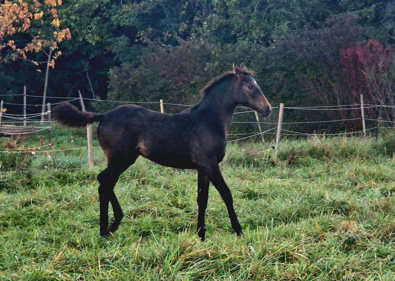 Foal d'avenir