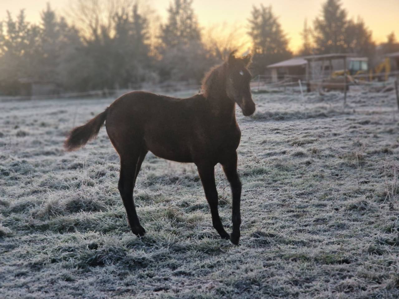 Foal, tres belle souche maternelle 