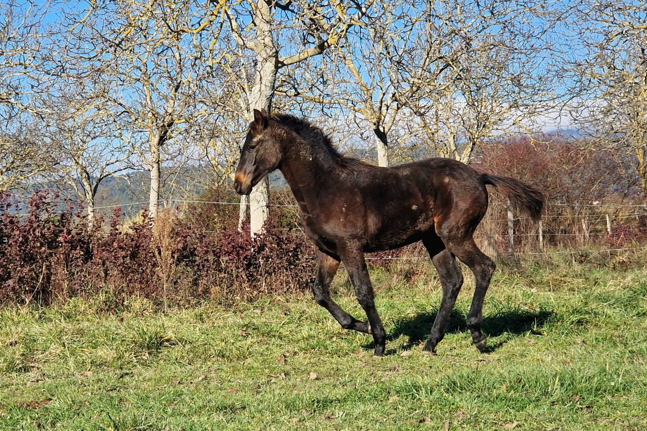 Foal, tres belle souche maternelle 