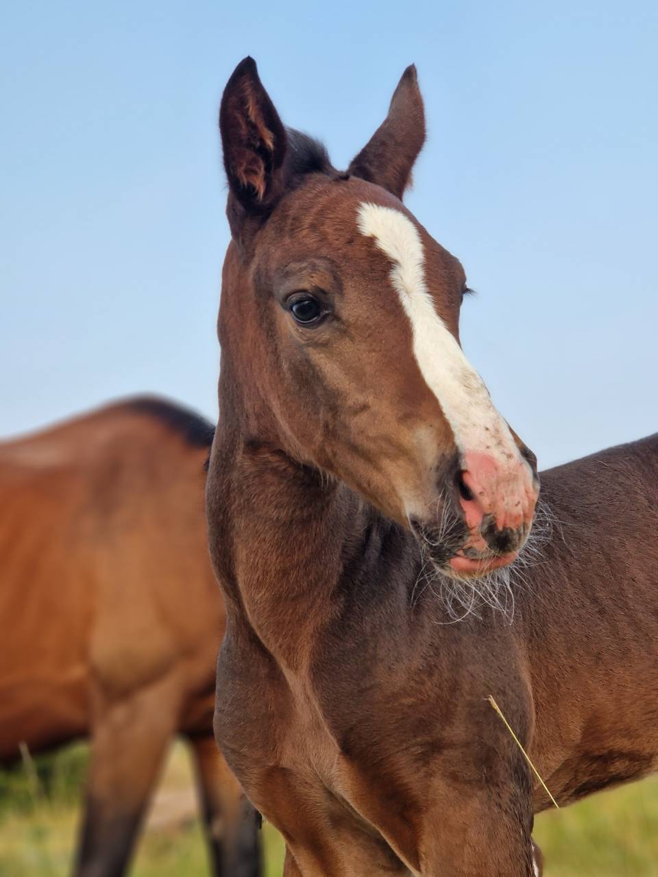 Adorable Foal