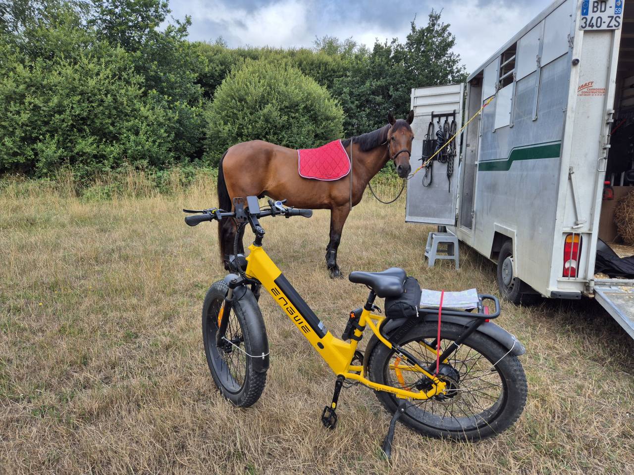 Hongre 11 ans cce dressage cso