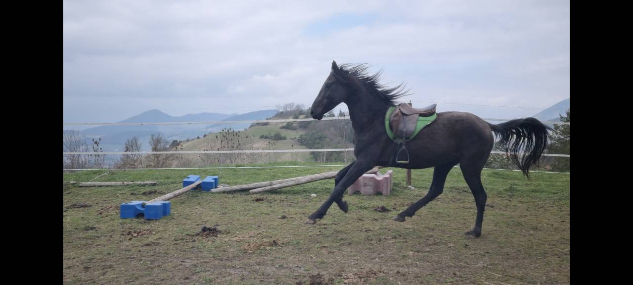Layyk, Etalon Akhal T&eacute;k&eacute;
