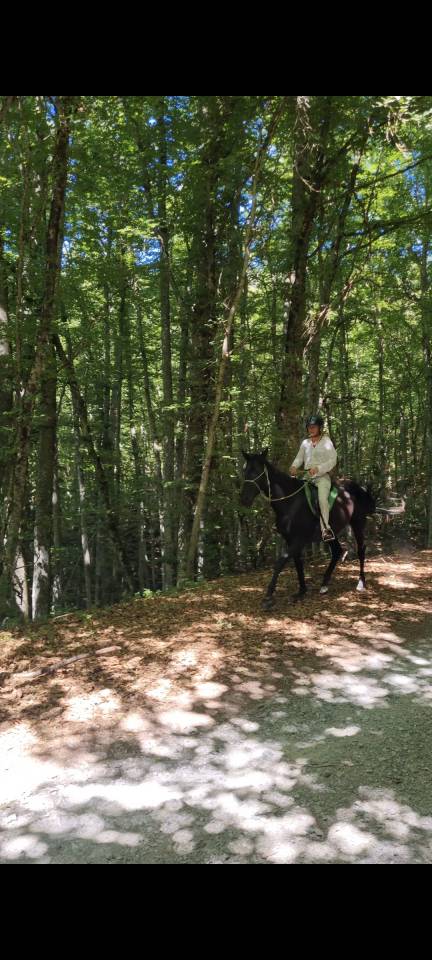 Layyk, Etalon Akhal T&eacute;k&eacute;