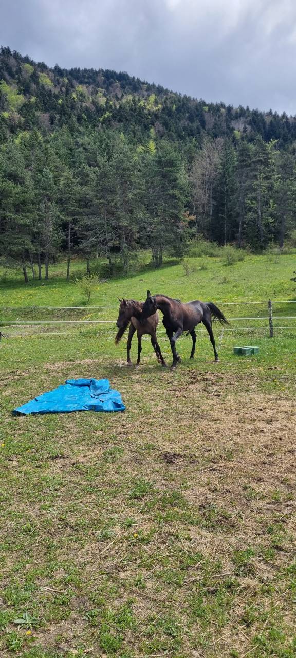 Layyk, Etalon Akhal T&eacute;k&eacute;
