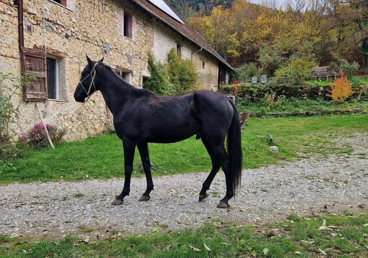 Layyk, Etalon Akhal T&eacute;k&eacute;
