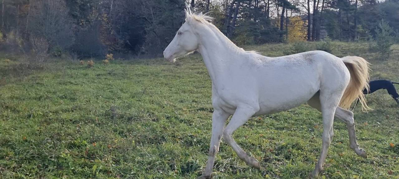 Lagyl, jument Akhal T&eacute;k&eacute;