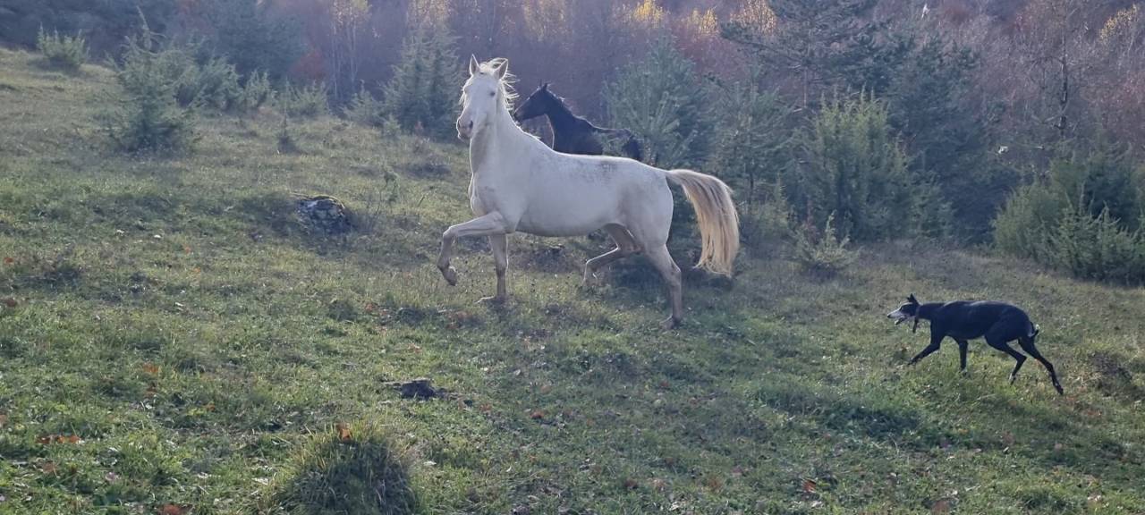 Lagyl, jument Akhal T&eacute;k&eacute;