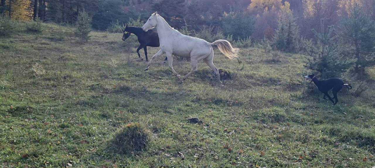 Lagyl, jument Akhal T&eacute;k&eacute;