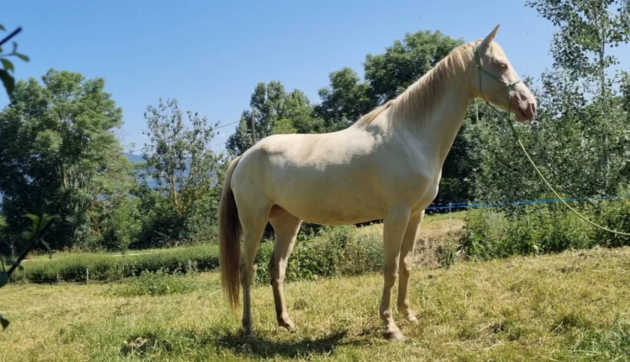 Lagyl, jument Akhal T&eacute;k&eacute;