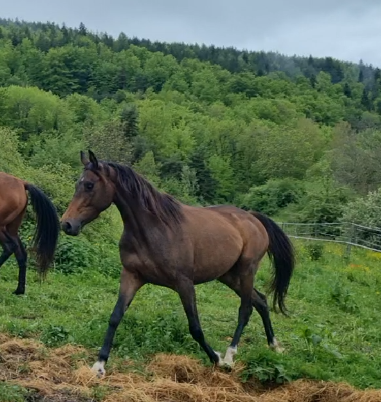 Lapis, Jument Arabo Téké X PS Anglais