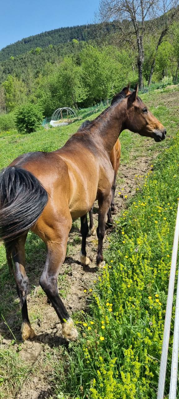 Lapis, Jument Arabo Téké X PS Anglais