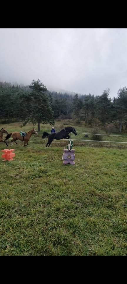 Iyldyz, jument Akhal Téké X Selle Français