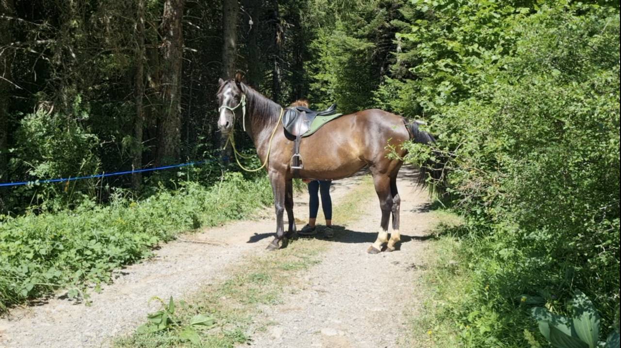 Iyldyz, jument Akhal T&eacute;k&eacute; X Selle Fran&ccedil;ais