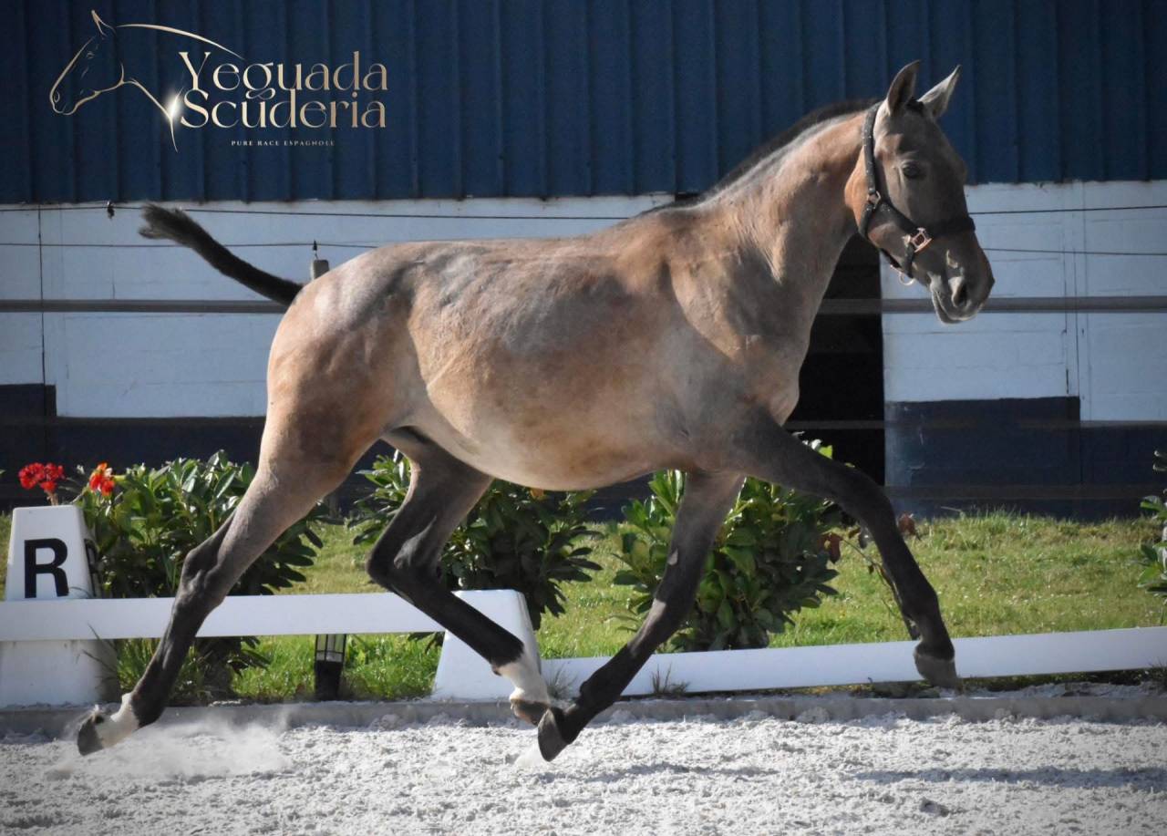 Poulain PRE gros potentiel par le célèbre Poeta Susaeta