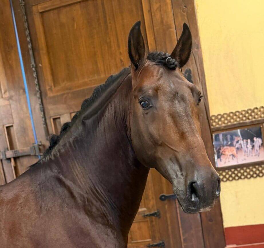 ESTUDIOSO: Un cheval sérieux, beau et facile à aimer