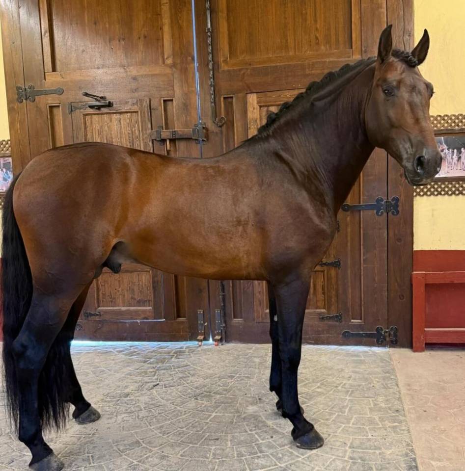 ESTUDIOSO: Un cheval sérieux, beau et facile à aimer