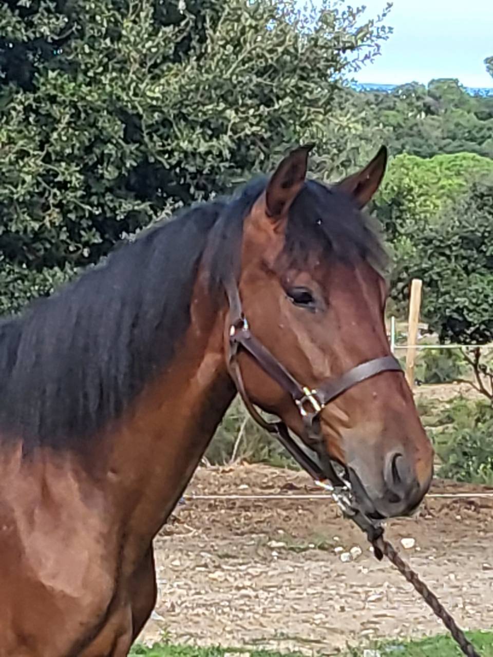 Pouliche pure race espagnole 