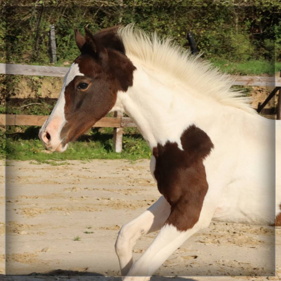 Mâle SF pie bai de 2025