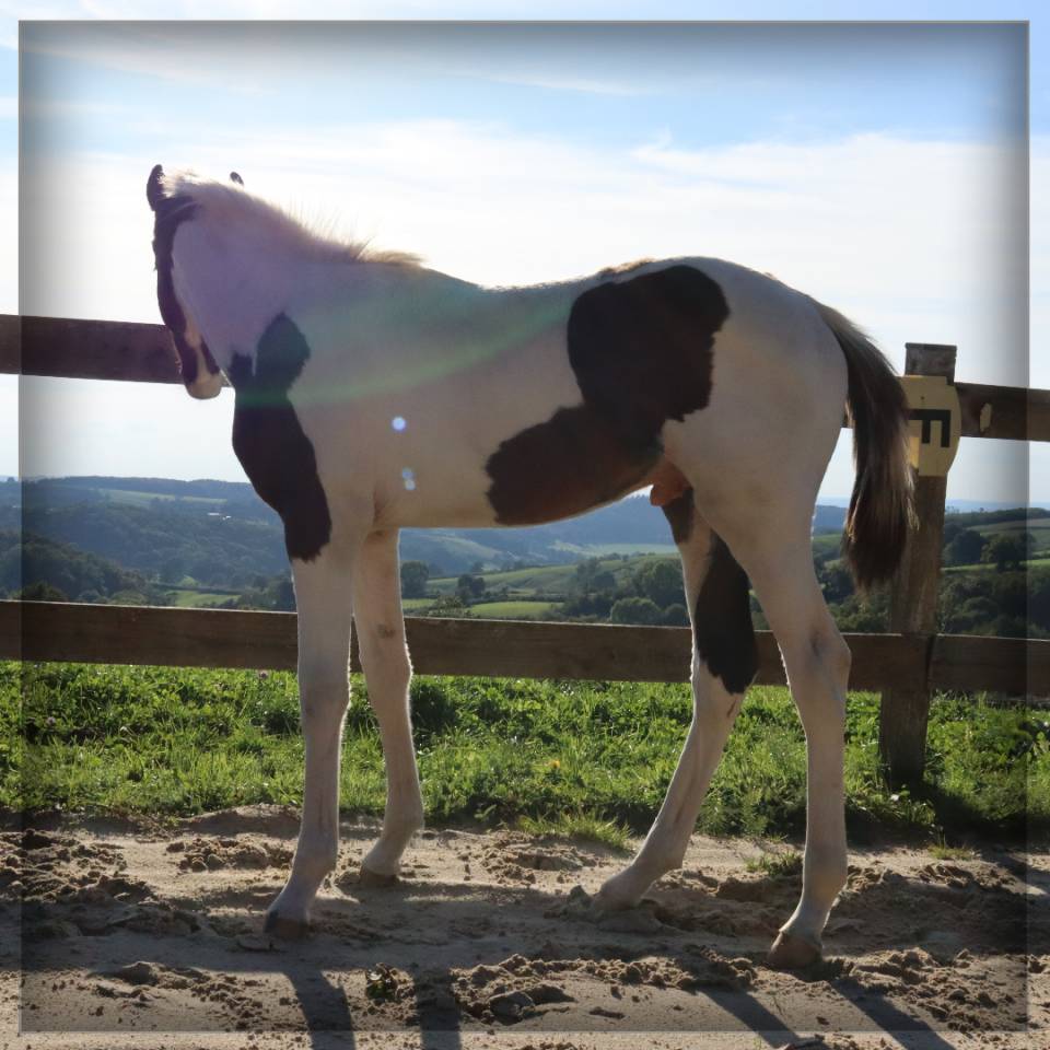 Mâle SF pie bai de 2025