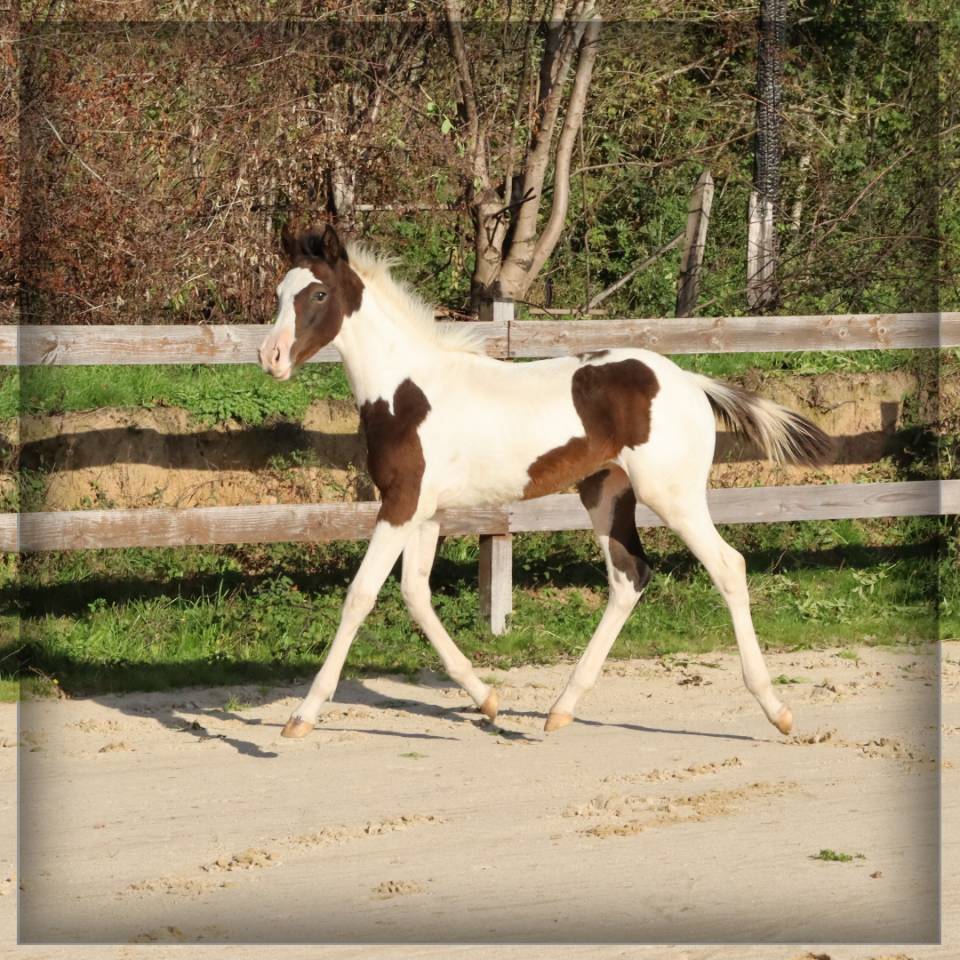 Mâle SF pie bai de 2025