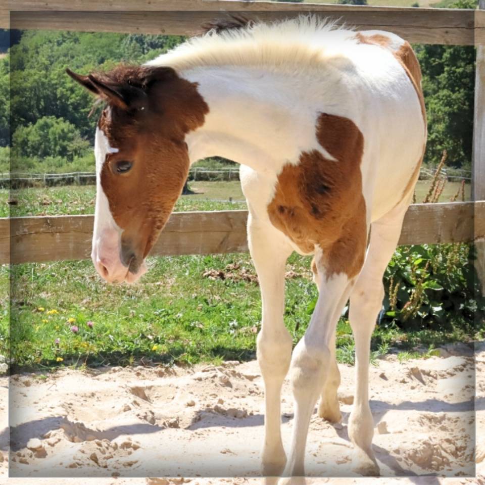 Mâle SF pie bai de 2025