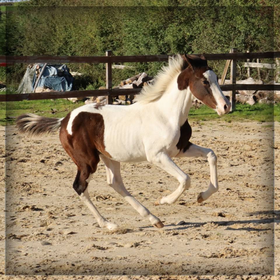 Mâle SF pie bai de 2025