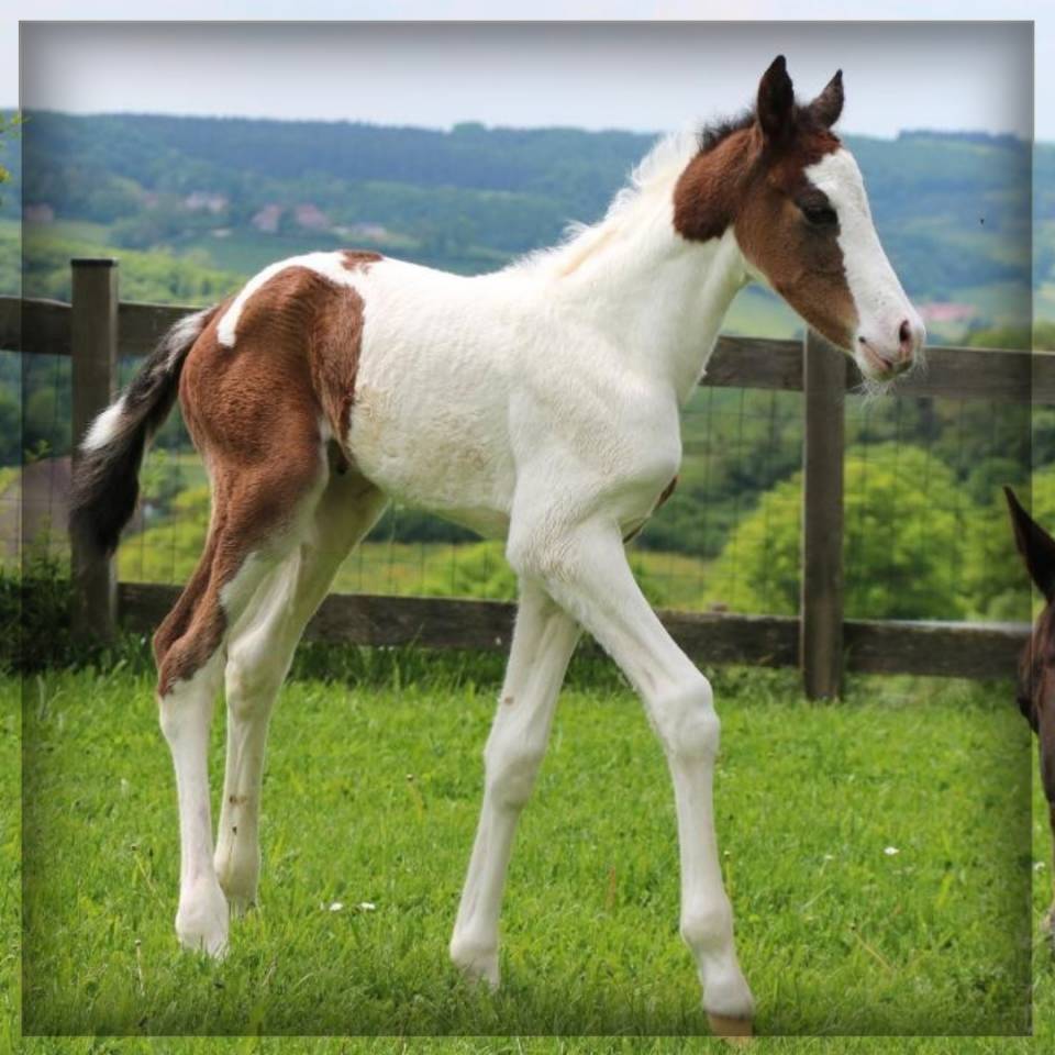 Mâle SF pie bai de 2025