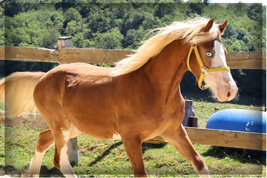 Mâle Welsh cob de 2024 